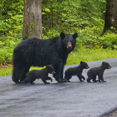 Bear Den, Hot Tub, 1089 Of Free Attraction Tickets For Each Paid Day, Dollywood And More! Sevierville Exteriér fotografie