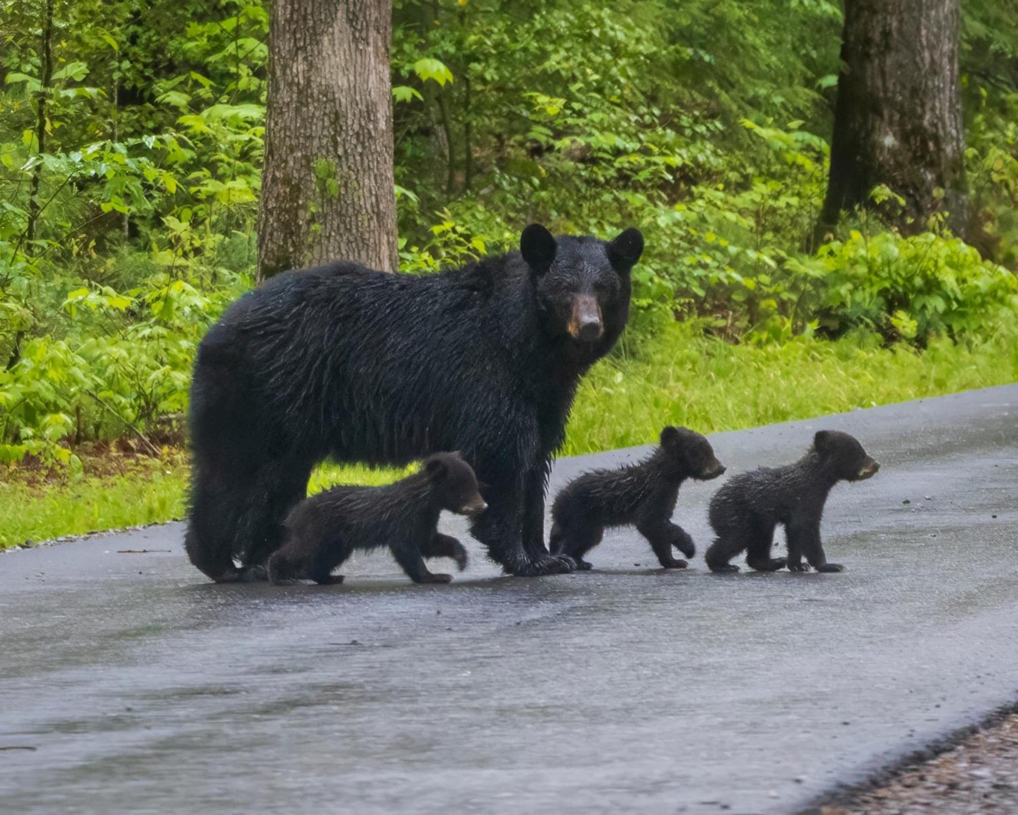 Bear Den, Hot Tub, 1089 Of Free Attraction Tickets For Each Paid Day, Dollywood And More! Sevierville Exteriér fotografie